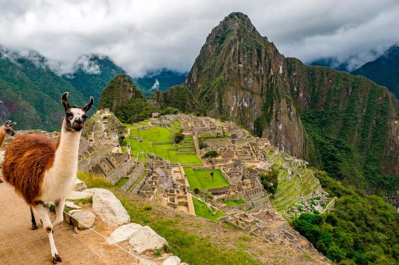 machu picchu llama